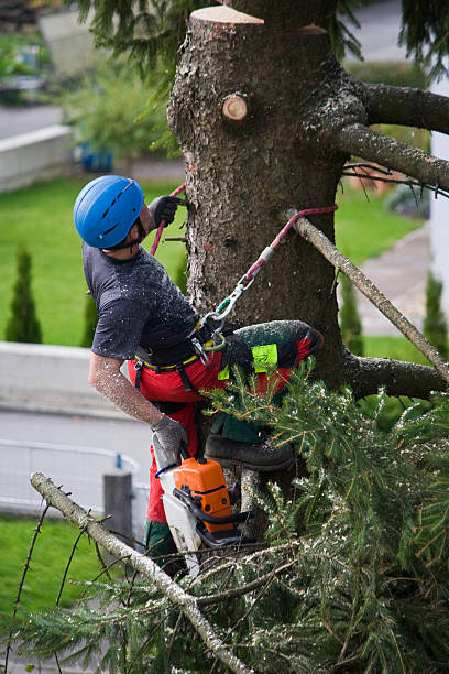 Trusted Rio Vista, TX Tree Removal Experts